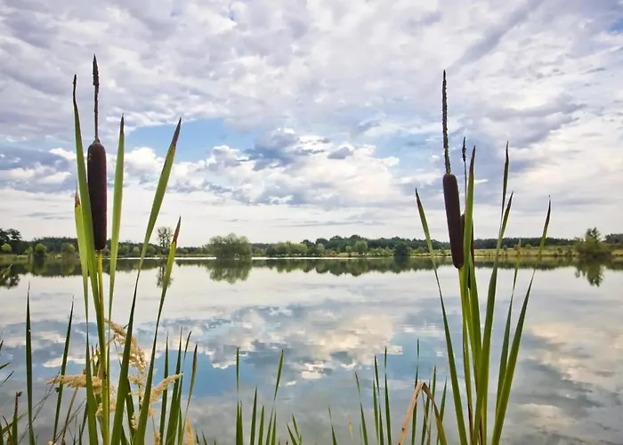 Salixa U Podebrad * Podebrady